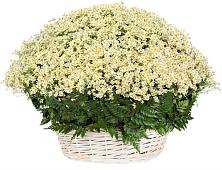 Цветочная композиция из Ромашки в корзине #REPLACE_PRED# Кольчугино